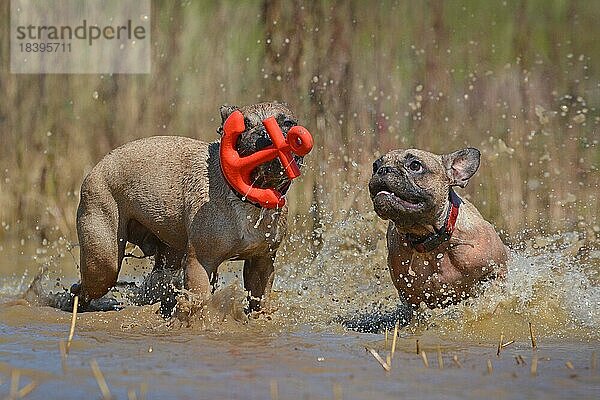 Zwei braune französische Bulldoggen haben Spaß zusammen spielen fetch mit einem roten Anker geformt Hundespielzeug zusammen in großen Pfütze