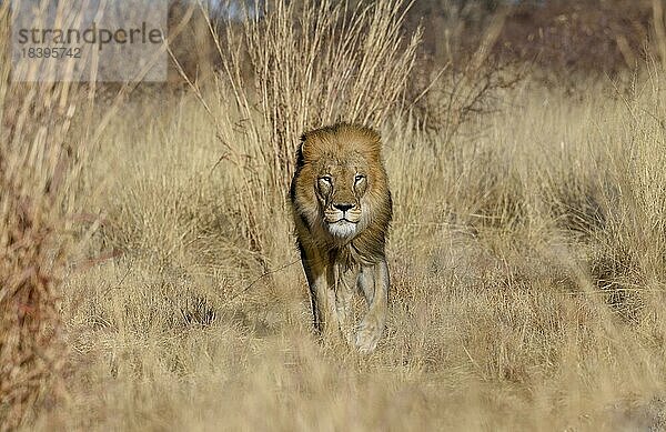 Löwe (Panthera leo) geht durch hohes Gras  männliches Tier  Okonjima Nature Reserve  bei Otjiwarongo  Otjozondjupa Region  Namibia  Afrika