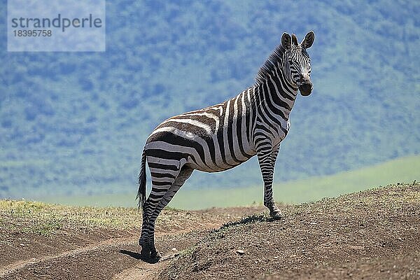 Steppenzebra (Equus quagga) oder Pferdezebra  Tier steht auf Hügel  Ngorongoro Conservation Area  Tansania  Afrika