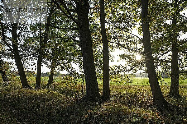 Stieleichen (Quercus robur) im Herbst  im Gegenlicht mit Sonnenstern  Niedersachsen  Deutschland  Europa