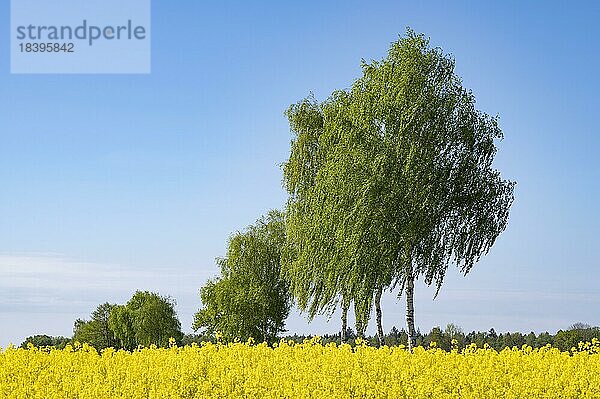 Birken (Betula)  blühendes Rapsfeld (Brassica napus)  blauer Himmel  Niedersachsen  Deutschland  Europa