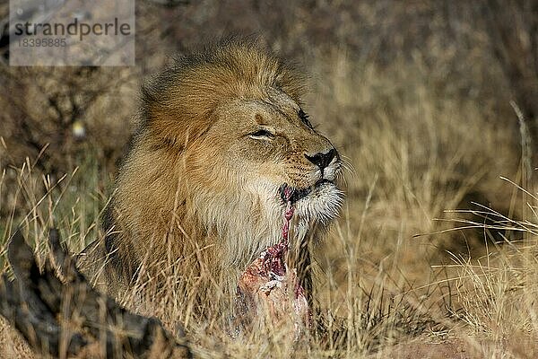 Löwe (Panthera leo) frisst Beute  Okonjima Nature Reserve  bei Otjiwarongo  Otjozondjupa Region  Namibia  Afrika