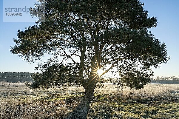 Gemeine Kiefer (Pinus sylvestris)  steht auf einer Wiese  im Gegenlicht mit Sonnenstern  Niedersachsen  Deutschland  Europa