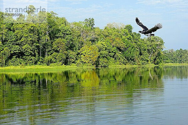 Hornwehrvogel (Anhima cornuta) im Flug über dem tropischen AmazonasRegenwald am Oxbow Lake  Manu National Park  peruanischer Amazonas  Peru  Südamerika