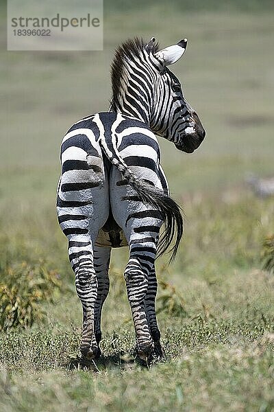 Steppenzebra (Equus quagga) oder Pferdezebra  Ngorongoro Conservation Area  Tansania  Afrika
