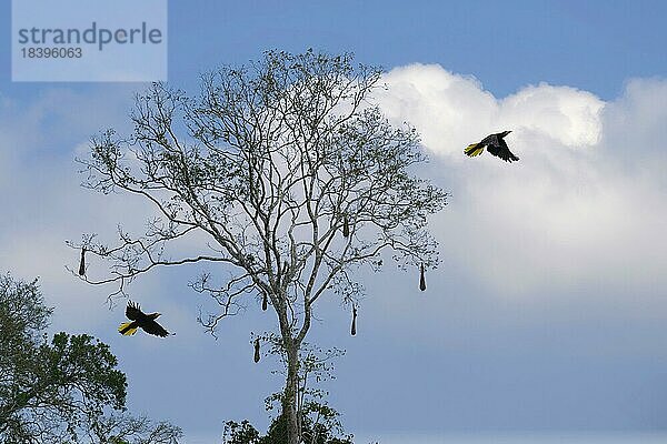Schopftaube fliegt unter einem Nistbaum im tropischen Regenwald des Amazonas  Rio Colorado  peruanisches Amazonasgebiet  Peru  Südamerika