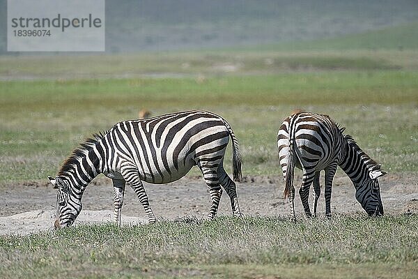 Steppenzebra (Equus quagga) oder Pferdezebra  2 Tiere stehen gegeneinander  Ngorongoro Conservation Area  Tansania  Afrika