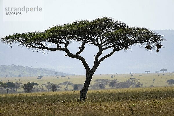 Schirmakazien (Acacia tortilis)  mit Nestern der Webervögel (Ploceidae)  Serengeti Nationalpark  Tansania  Afrika