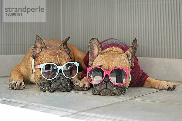 Zwei lustige braune kleine französische Bulldogge Hunde liegen entspannt im Schatten im Sommer tragen bunte Sonnenbrille für Kinder