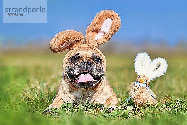 Frohe Ostern Französische Bulldogge Hund mit Kaninchen Kostüm Ohren neben Dekoration Huhn