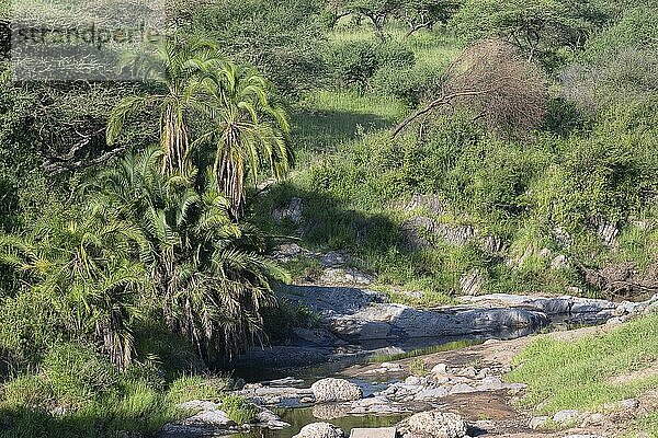 Flussbett mit Felsen und Vegetation  Serengeti Nationalpark  Tansania  Afrika