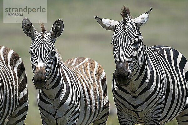 Steppenzebra (Equus quagga) oder Pferdezebra  Stute und Fohlen  Tierportrait  Ngorongoro Conservation Area  Tansania  Afrika