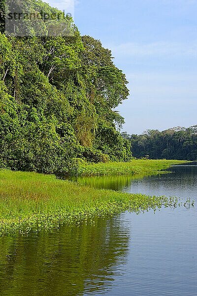 Tropischer Amazonas Regenwald am Oxbow Lake  Manú Nationalpark peruanischer Amazonas  Peru  Südamerika