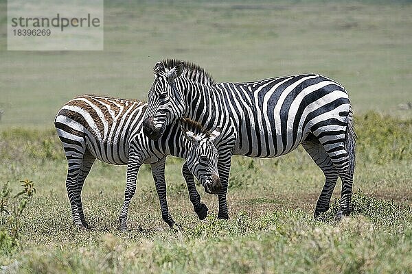Steppenzebra (Equus quagga) oder Pferdezebra  Stute mit Fohlen  Ngorongoro Conservation Area  Tansania  Afrika