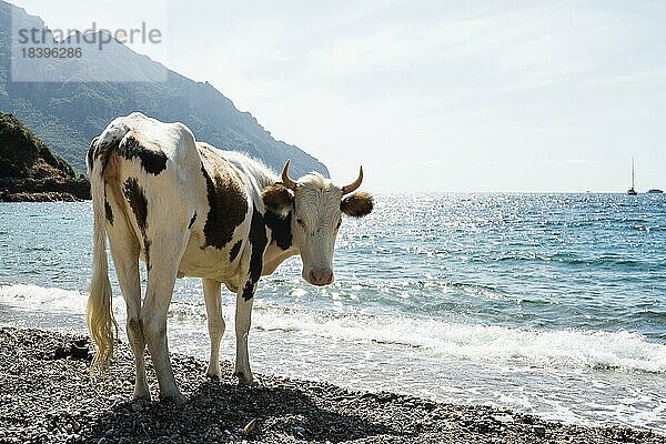 Kuh am Strand  Plage de Tuara  Bucht von Girolata  Girolata  Département Haute-Corse  Westküste  Korsika  Mittelmeer  Frankreich  Europa