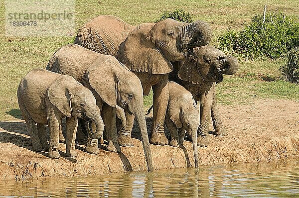 Afrikanische Elefanten (Loxodonta africana)  Herde mit zwei Babyelefanten beim Trinken am Wasserloch  Addo Elephant National Park  Ostkap  Südafrika