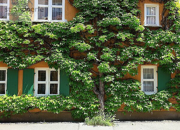 Hausfassade mit Baum davor  Spalier  Fuggerei in Augsburg ist die älteste bestehende Sozialsiedlung der Welt  Augsburg  Schwaben  Bayern  Deutschland  Europa