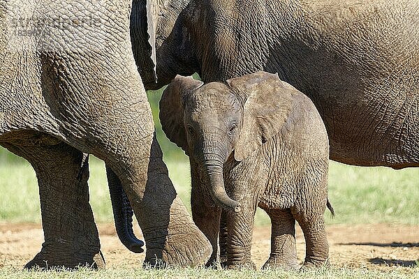 Afrikanische Elefanten (Loxodonta africana)  männliches Elefantenbaby in der Herde am Wasserloch  Addo Elephant National Park  Ostkap  Südafrika