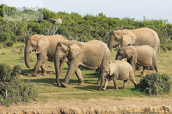Afrikanische Elefanten (Loxodonta africana)  Herde auf dem Weg zur Wasserstelle  Addo Elephant National Park  Ostkap  Südafrika
