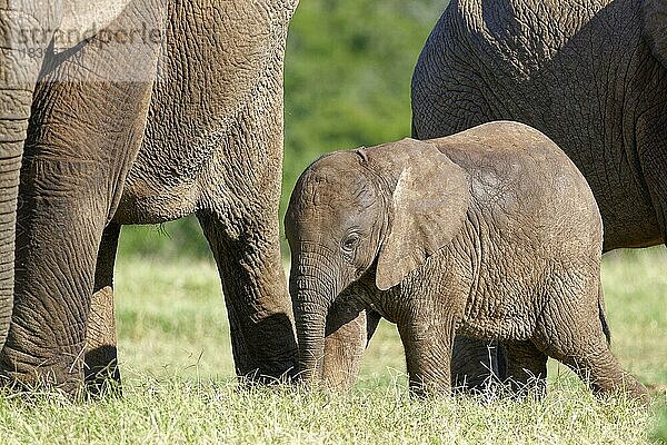 Afrikanische Elefanten (Loxodonta africana)  männliches Elefantenbaby inmitten der Herde  Futtersuche  Addo Elephant National Park  Ostkap  Südafrika