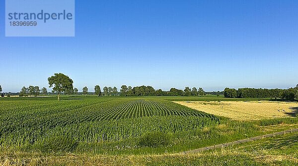 Blick vom Weserdeich auf ein Maisfeld  Neuenkirchen  Landkreis Osterholz  Deutschland  Europa