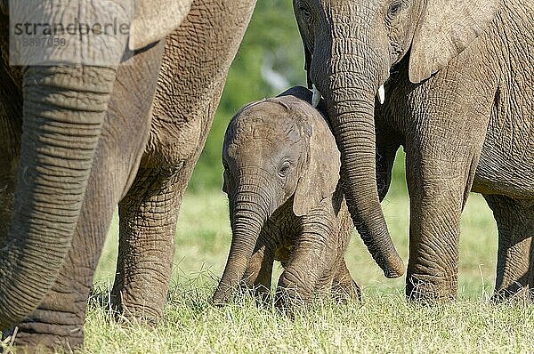 Afrikanische Elefanten (Loxodonta africana)  männliches Elefantenbaby mit Jungtier inmitten der Herde  Addo Elephant National Park  Ostkap  Südafrika