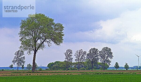 Deichhinterland in Neuenkirchen  Landkreis Osterholz  Deutschland  Europa