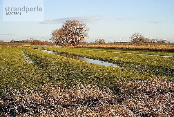 Deichvorland in Neuenkirchen  Landkreis Osterholz  Deutschland  Europa