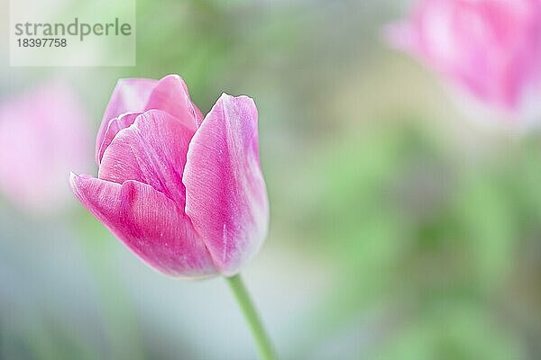 Rosa Tulpe (Tulipa)  Makro mit Bokeh  Salzburg