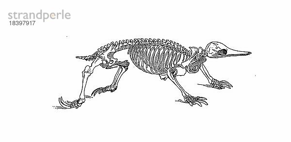 Skelett des Stacheligel  Historisch  digital restaurierte Reproduktion von einer Vorlage aus dem 18. Jahrhundert