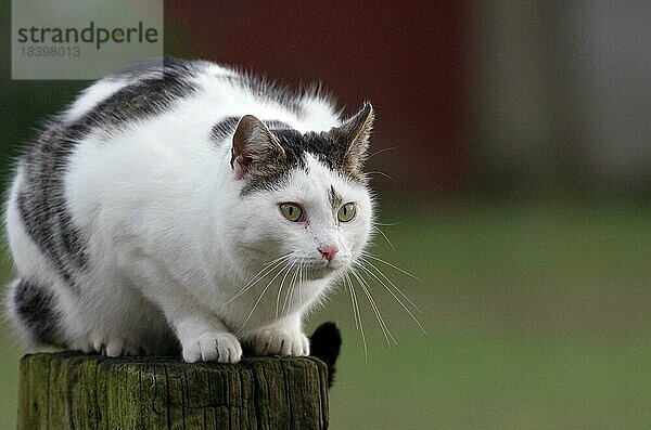 Hauskatze (Felidae) Haustier  Katzen  Fell  weiß  Augen  Nahaufnahme  sitzen  Holzpfahl  Nahaufnahme von einer Hauskatze  die auf einem Holzpfahl sitzt