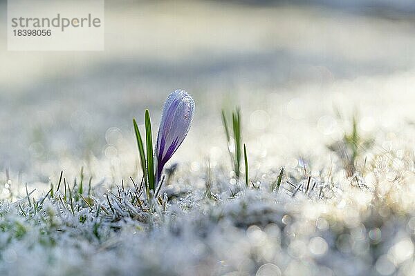 Frühlings Krokus (Crocus vernus) mit Frost  Makro mit Bokeh  Tamsweg  Lungau  Salzburg