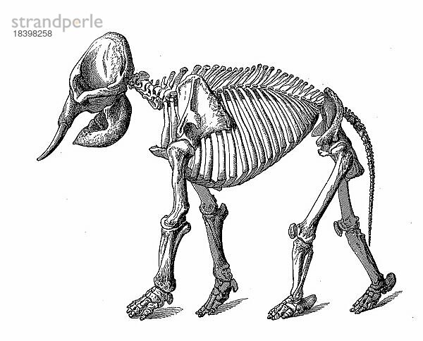 Skelett des asiatischen Elefanten  Historisch  digital restaurierte Reproduktion von einer Vorlage aus dem 18. Jahrhundert