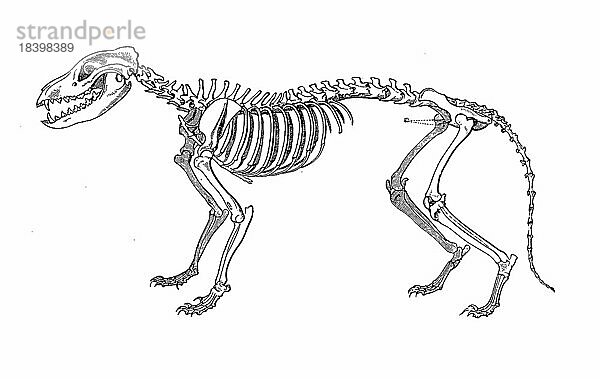 Skelett des Beutelwolf  Beutelwolf  auch Tasmanischer Wolf  Beuteltiger oder Tasmanischer Tiger (Thylacinus cynocephalus) genannt  war das größte räuberisch lebende Beuteltier  das nach der Quartären Aussterbewelle auf dem australischen Kontinent lebte  Historisch  digital restaurierte Reproduktion von einer Vorlage aus dem 18. Jahrhundert