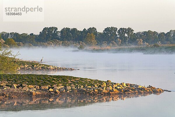 Der Fluss Weser mit Morgennebel mit Graureiher (Ardea cinerea)  Schlüsselburg  Nordrhein-Westfalen