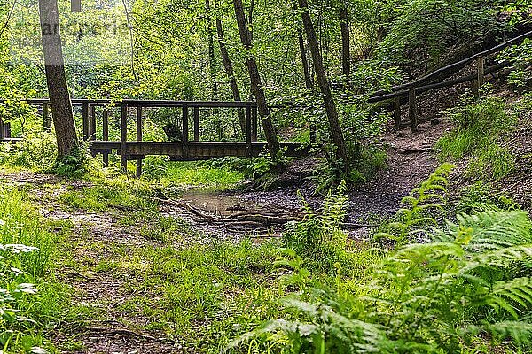 Brücke bei den Emsquellen im Naturschutzgebiet Moosheide bei Hövelhof  Nordrhein-Westfalen
