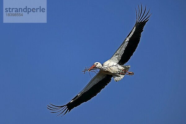 Weißstorch (Ciconia ciconia) im Flug mit Nistmaterial  wildlife  Deutschland  Europa