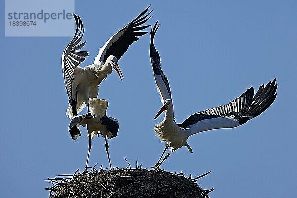 Weißstorch (Ciconia ciconia) streiten sich auf dem Nest  wildlife  Deutschland  Europa