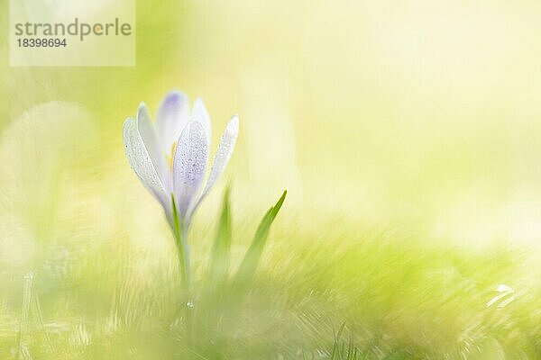 Frühlings Krokus (Crocus vernus) mit Morgentau  erste Sonnenstrahlen  Makro mit Bokeh  Tamsweg  Lungau  Salzburg