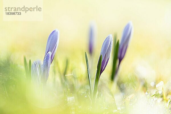 Frühlings Krokus (Crocus vernus) mit Morgentau  erste Sonnenstrahlen  Makro mit Bokeh  Tamsweg  Lungau  Salzburg