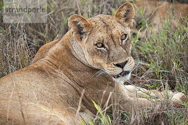 Löwin  Tierportrait  Taita Hills Wildlife Sanctuary  Kenia  Afrika