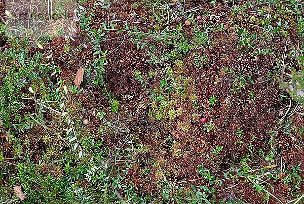 Gewöhnliche Moosbeere (Vaccinium oxycoccos)  reife Frucht liegt im Moor auf Torfmoos (Sphagnum)  Naturschutzgebiet Kendlmühlfilzen  Bayern  Deutschland  Europa