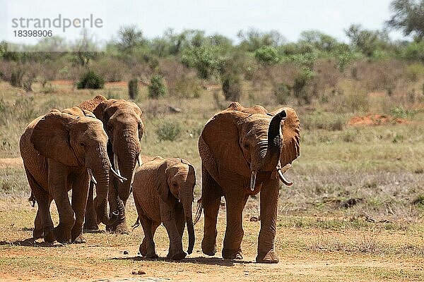 Elefantenherde in der Savanne Ostafrikas  rote Elefanten im Gen des Tsavo West Nationalparks  Kenia  Afrika