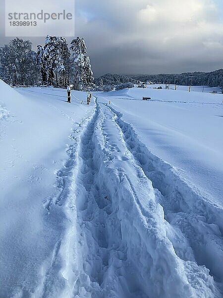 Wanderwege durch tiefen Schnee führen zu einem Wald. Schneehöhen bis zu 50 Zentimetern. Stimmungsvolle Landschaft mit hohen Bäumen und schneebedeckten Feldern. Zürich  Schweiz  Europa
