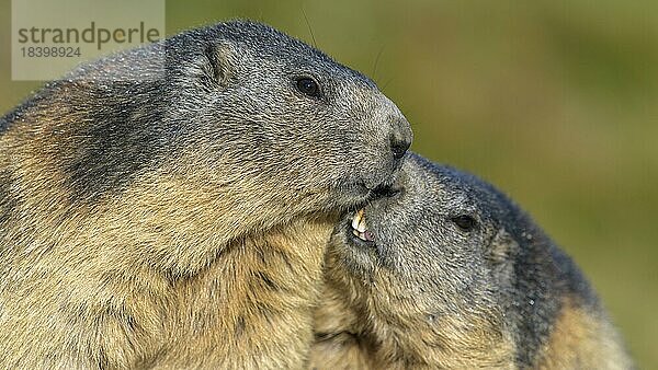 Alpenmurmeltier (Marmota marmota)  zwei Tiere beim schmusen  Nationalpark Hohe Tauern  Österreich  Europa