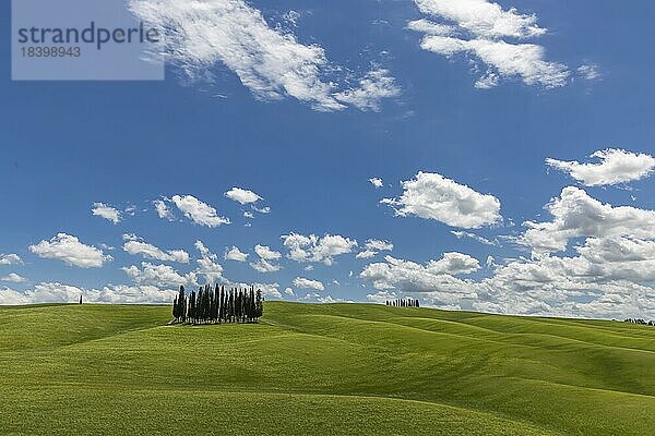 Zypressenwäldchen  Drohnenfoto  die Zypressen mitten im Getreidefeld sind ein beliebtes Postkartenmotiv der Toskana  San Quirico dOrcia  Provinz Siena  Italien  Europa