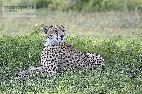 Gepard (Acinonyx jubatus)  Muttertier beobachtet den Nachwuchs  Ndutu Schutzgebiet  Tansania  Afrika