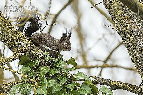 Eichhörnchen (Sciurus vulgaris)  sitzt im Baum  Niederösterreich  Österreich  Europa