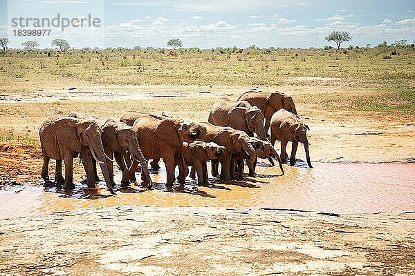 Elefantenherde am Wasserloch in der Savanne Ostafrikas  rote Elefanten im Gen des Tsavo-West-Nationalparks  Kenia  Afrika