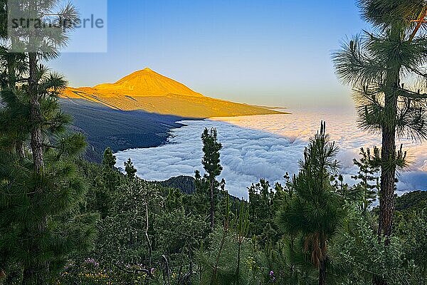 Pico del Teide bei Sonnenaufgang über Passatwolken  Nationalpark Teide  Teneriffa  Kanarische Inseln  Spanien  Europa